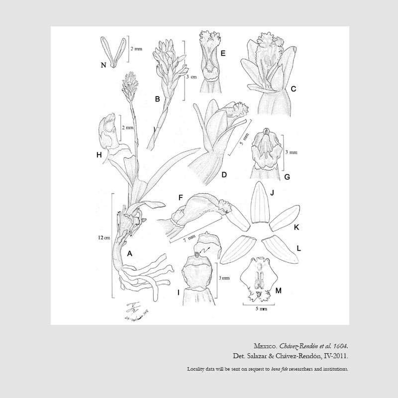 Galeoglossum cactorum
